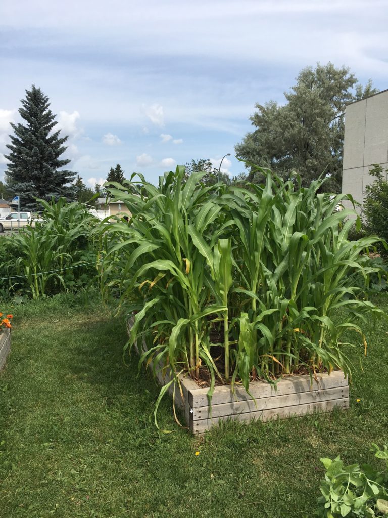 Gardens_corn