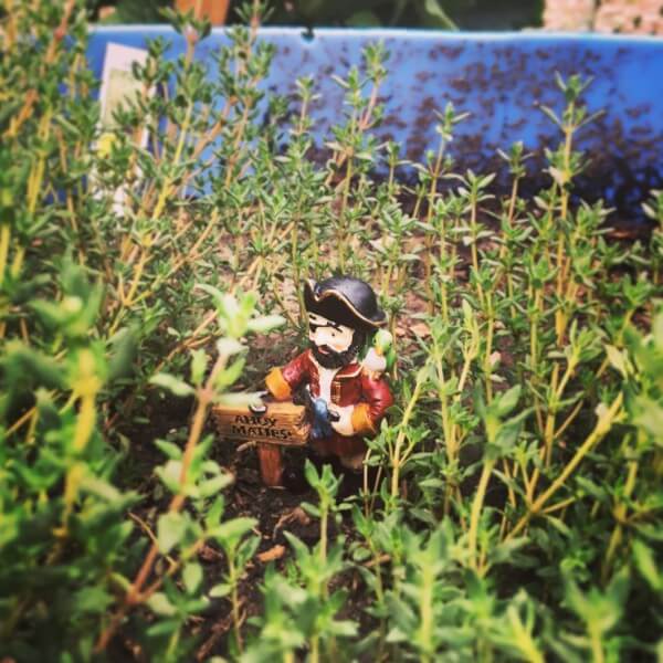 askiy Thyme Pirate