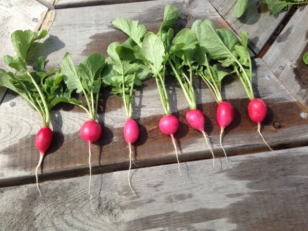 askiy market radishes june 28 2016
