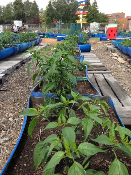 askiy pepper bins 2016
