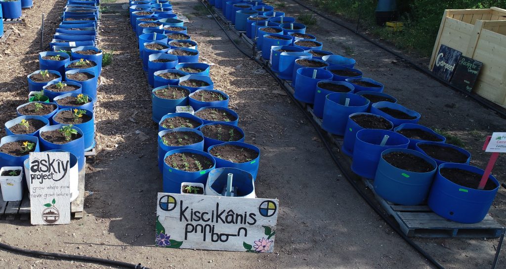 kiscikanis