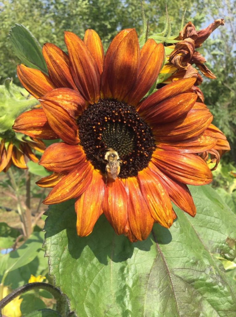 sunflower and bee (1)